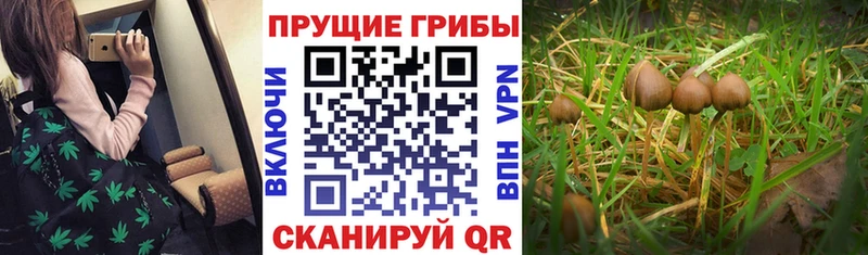 Псилоцибиновые грибы Psilocybine cubensis Малгобек